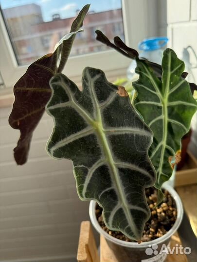 Алоказия полли