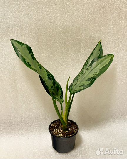 Аглаонема джубили петит