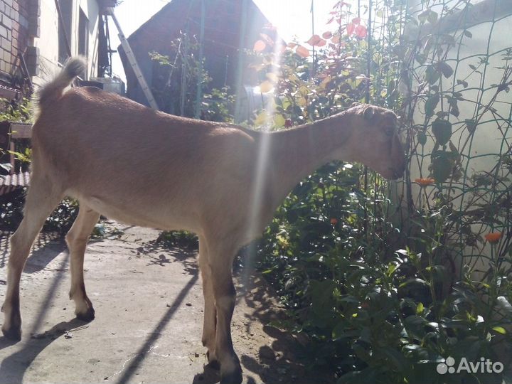 Козочка чехо- ламанча