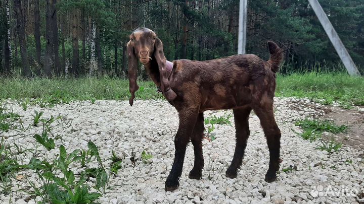 Козочка камори 2 мес