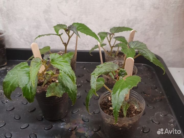 Бегония ампельная