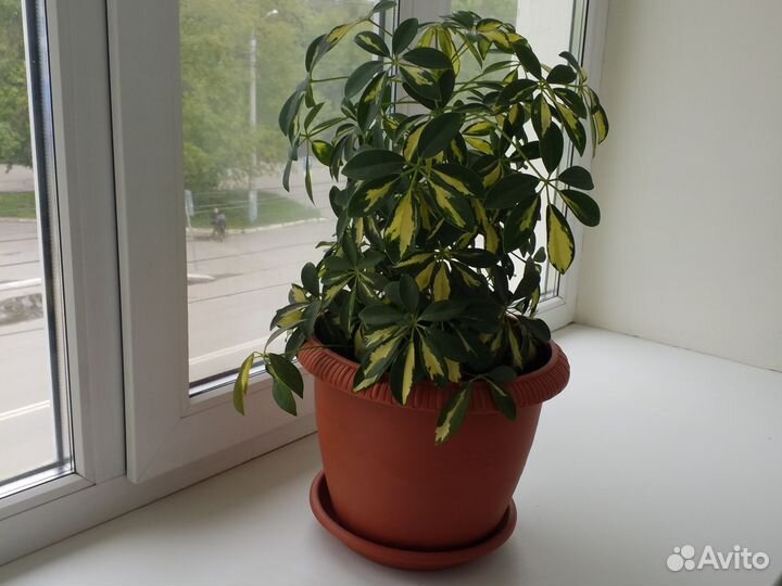 Комнатные цветы шефлера