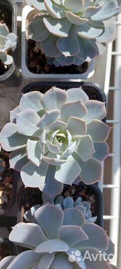 Суккуленты