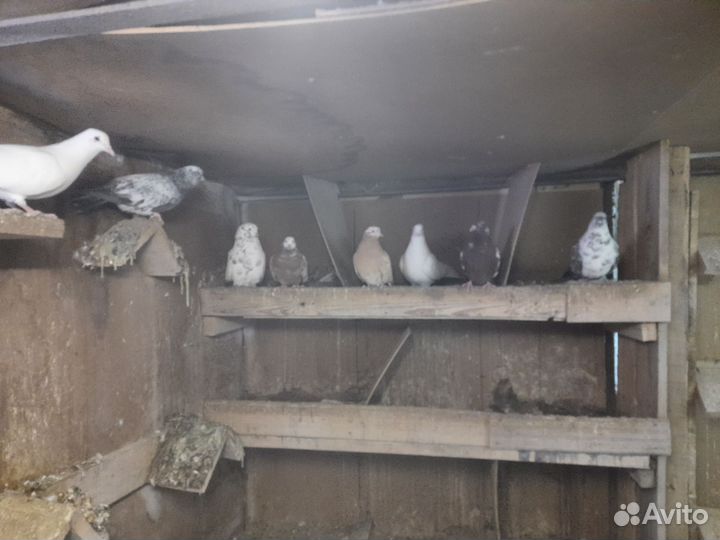 Голуби чехи белые