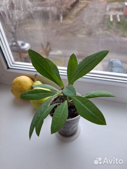 Молочай миля