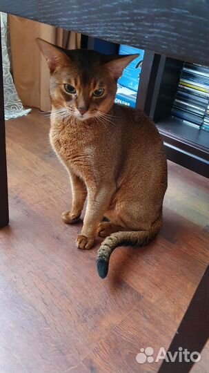 Абиссинская вязка