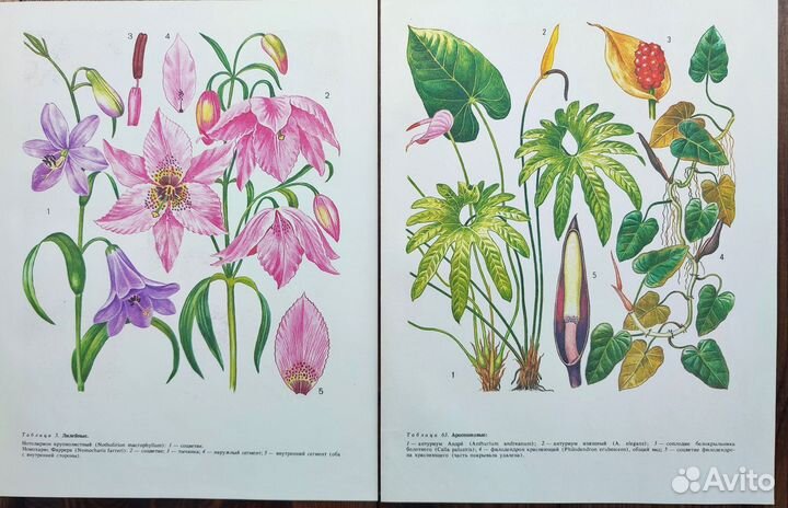 Винтажные ботанические иллюстрации цветы редкие
