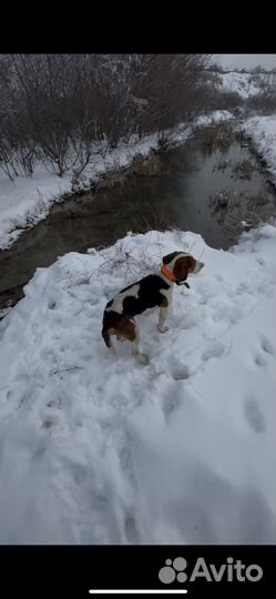 Эстонская гончая