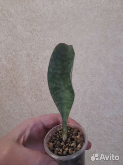 Сансивиерия Массониана,Крео,кактусы