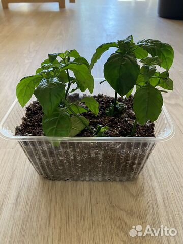 Комнатные цветы