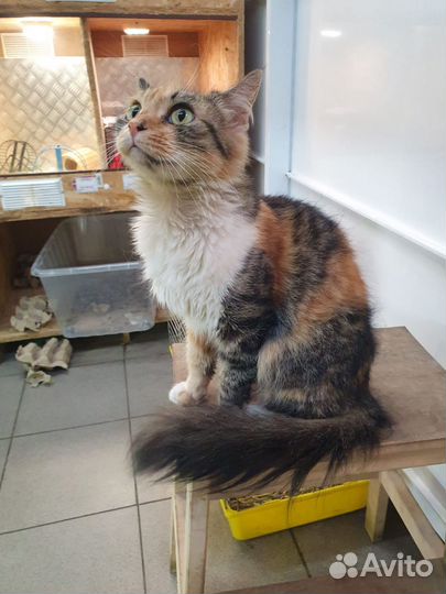 Трехцветная кошка