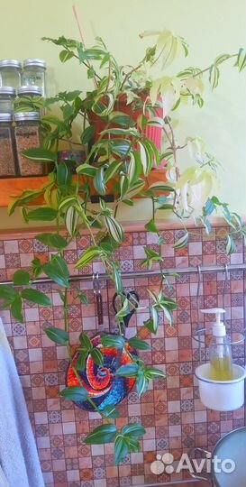 Кализия, традесканция