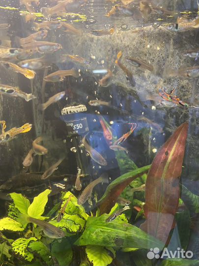 Гуппи эндлера