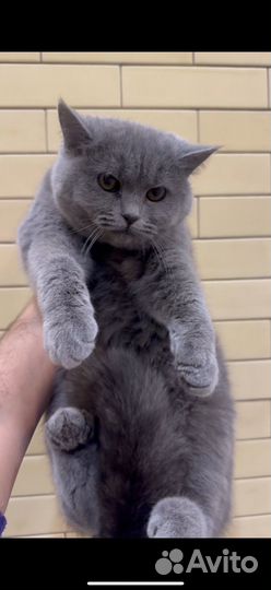 Скоттиш страйт