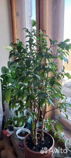 Фикус наташа