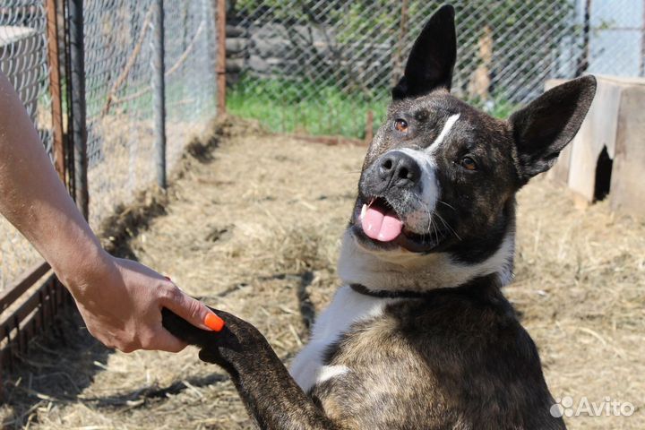 Марсель, метис питбуля в дар