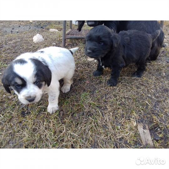 Отдам в добрые руки щенков русского спаниеля