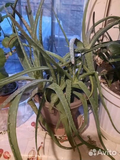 Алоэ вера растение