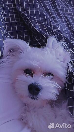 Мальтийская болонка вязка