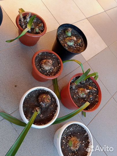 Гиппеаструм