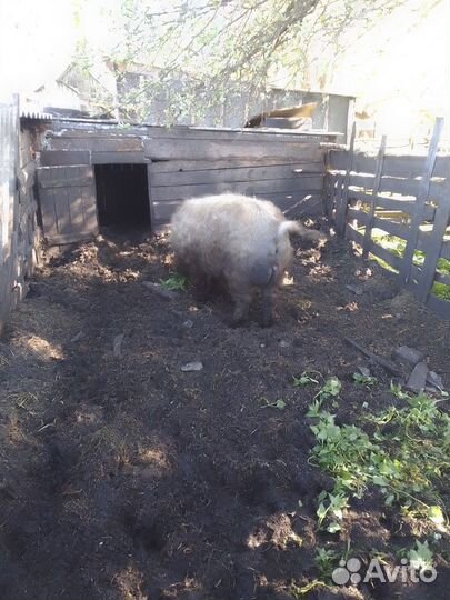 Хряк венгерской мангалицы