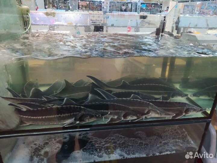 Форель (0,7 - 1,5кг) Карп (0.9 - 2 кг) Живая Рыба