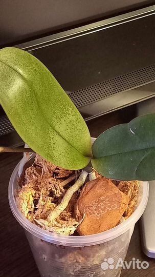 Орхидея фаленопсис