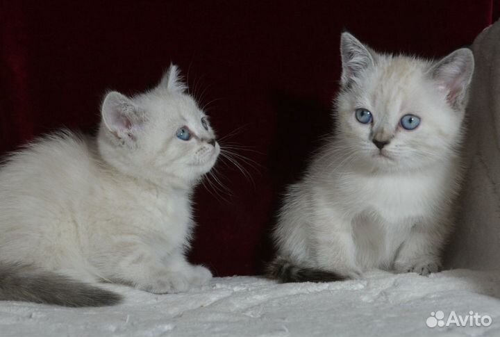 Шотландская колорная