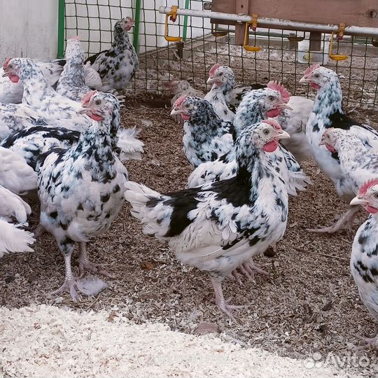 Чисто породные петушки