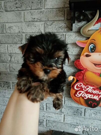Щенки Йоркширского терьера