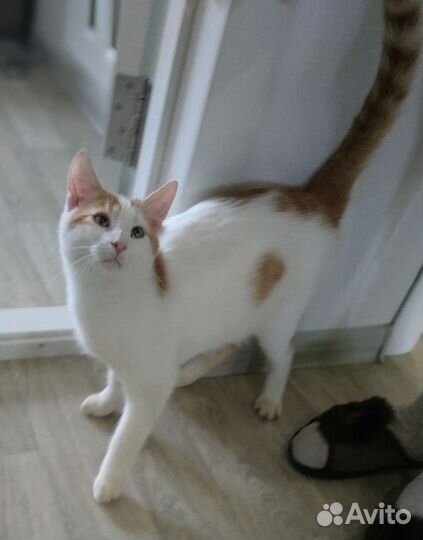 Котенок в добрые руки