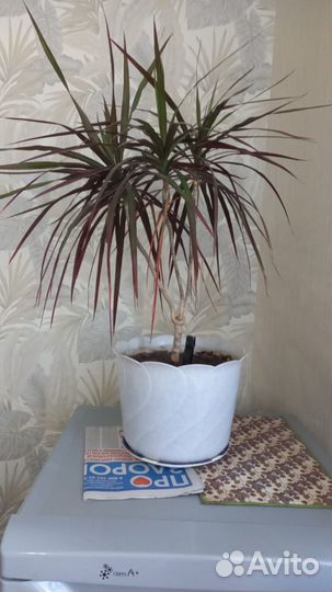 Драцена маргината