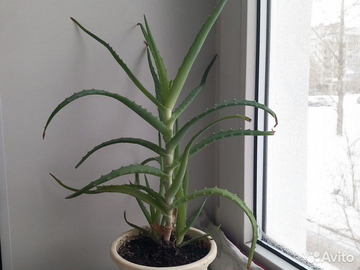 Лечебное алое