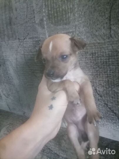 Щенки цвергпинчера