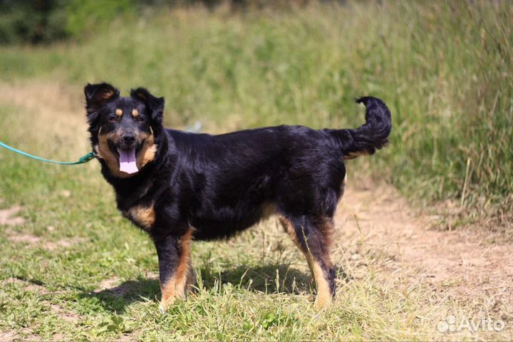 Собака в добрые руки