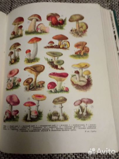 Популярная медицинская энциклопедия