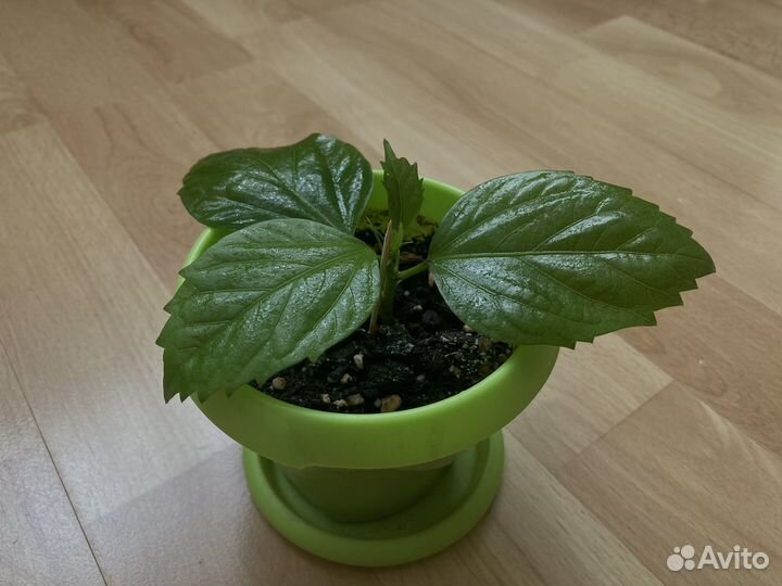 Гибискус китайский (Китайская роза)