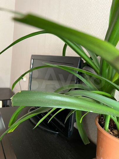 1-к. квартира, 35 м², 4/4 эт.