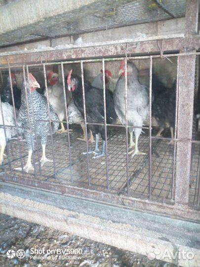 Петушки домашние молодые