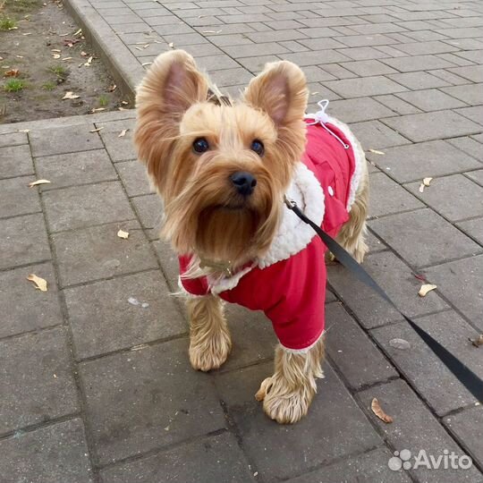 Костюм для собаки