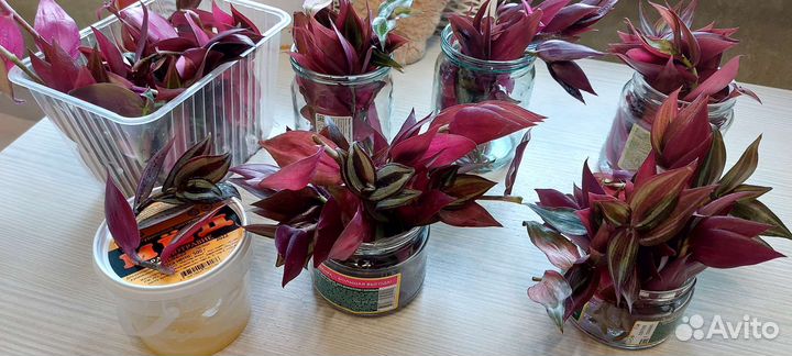 Традесканция