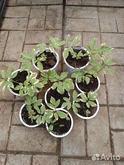 Почвопокровные растения