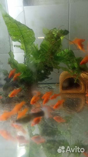 Аквариумные рыбки