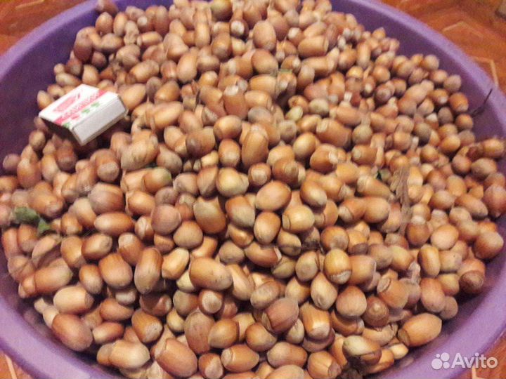 Орех лещина сортовая