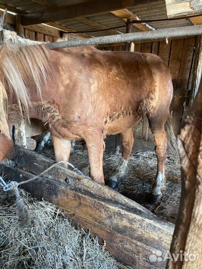 Лошадь 2 года