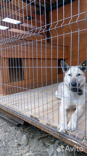Вольер для собак, 6 метров на 2