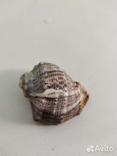 Морские ракушки