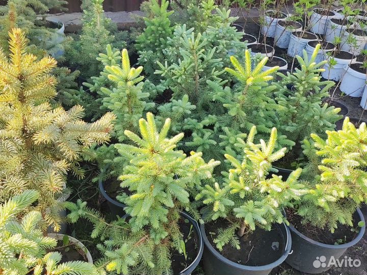 Продаю Голубые Ели