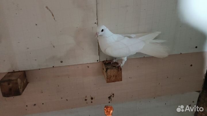 Голубь