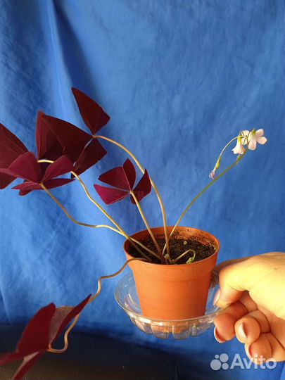 Кислица(Оксалис)